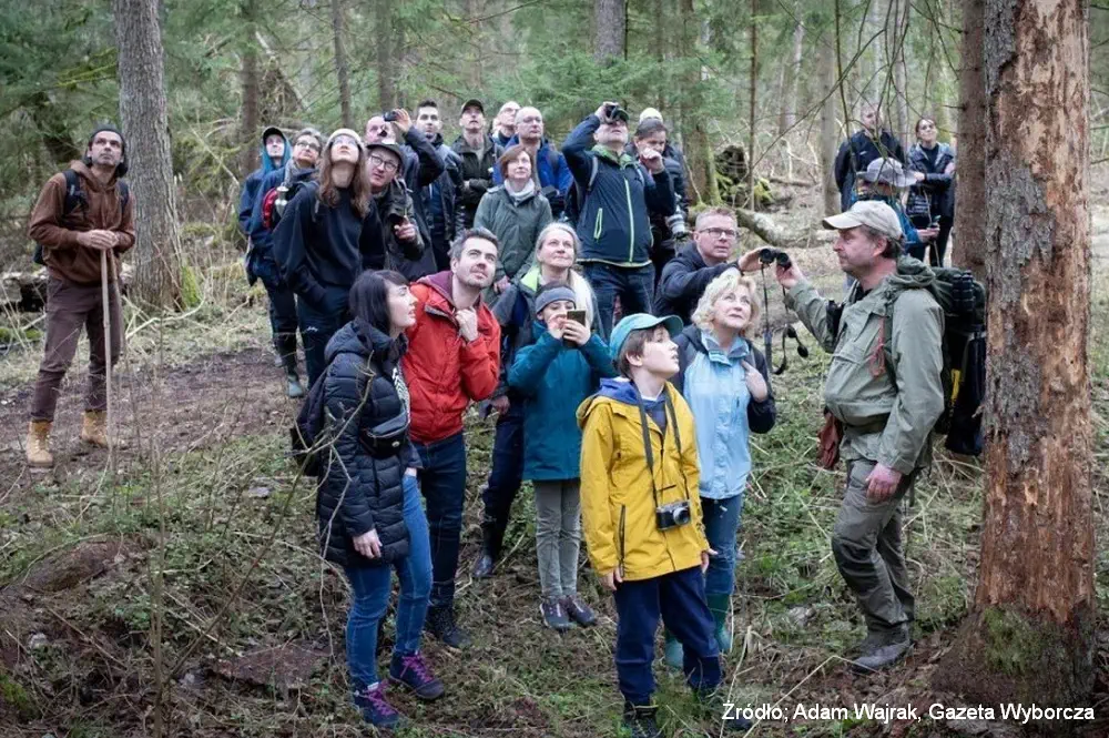 Puszcza Białowieska - wilki