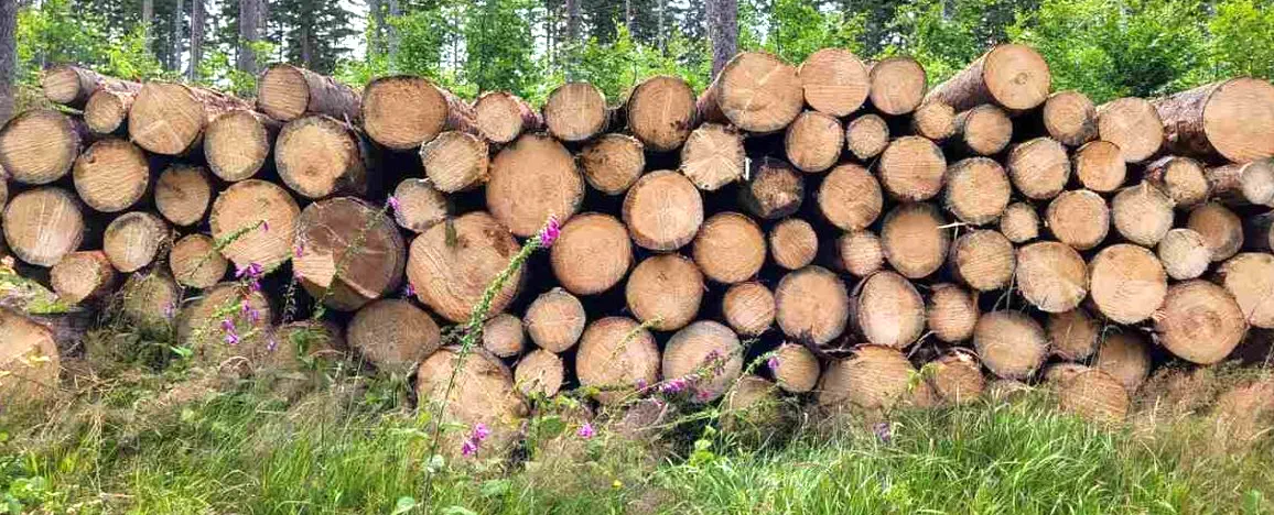 Puszcza Białowieska - drewno