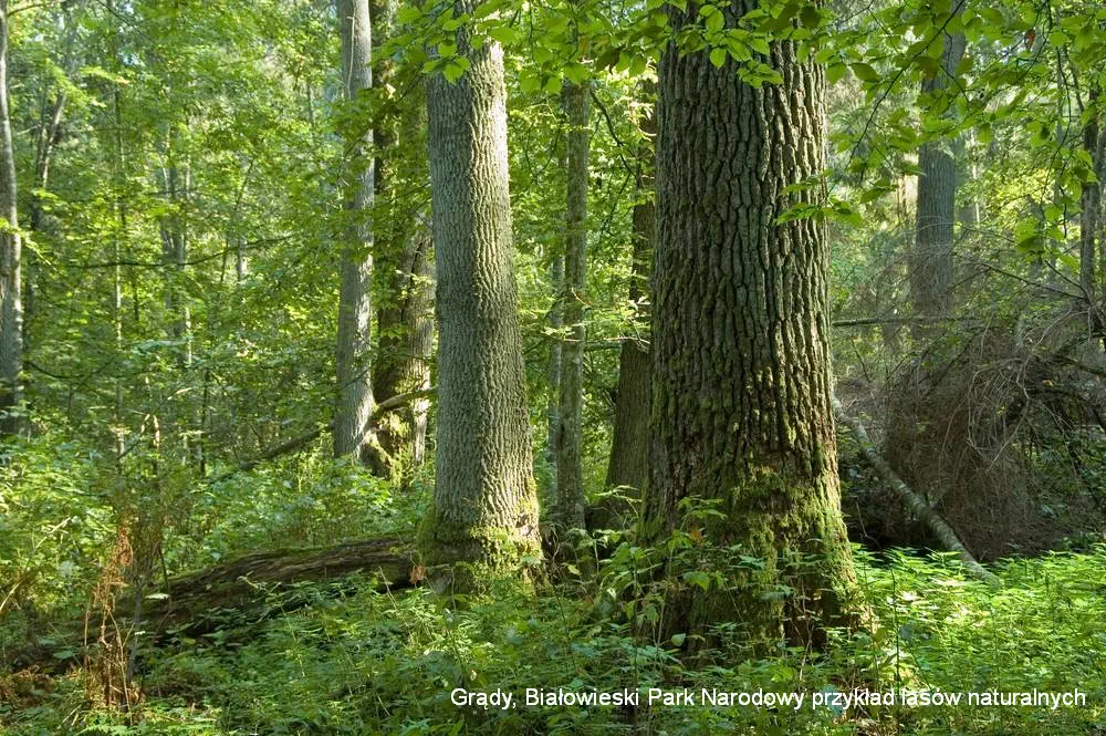 Puszcza Białowieska - BPN