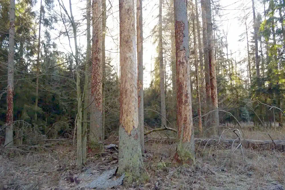 Puszcza Białowieska - kornik