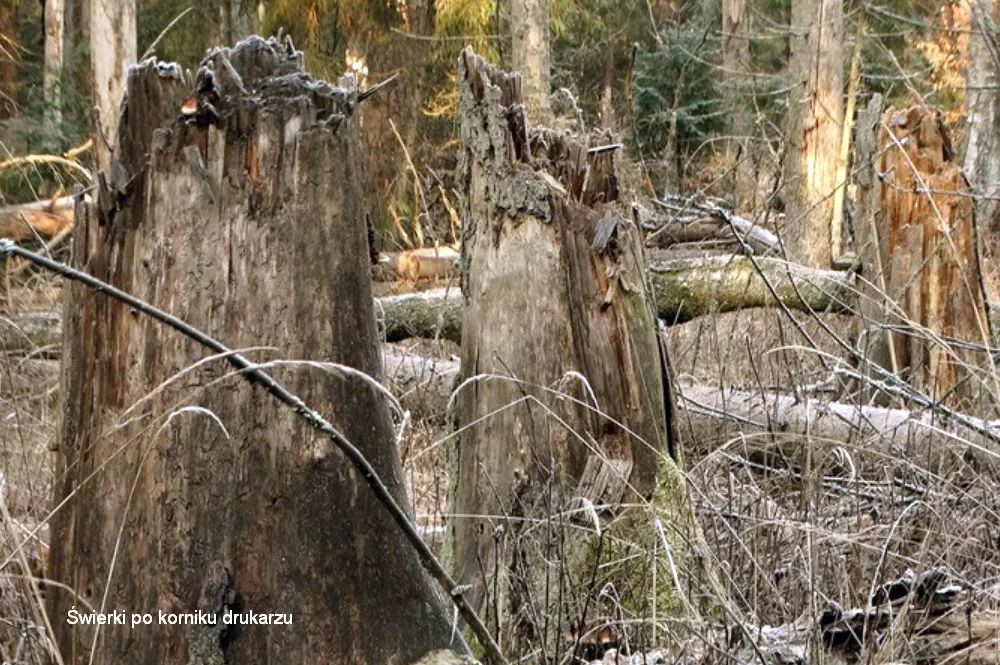 Puszcza Białowieska - kornik