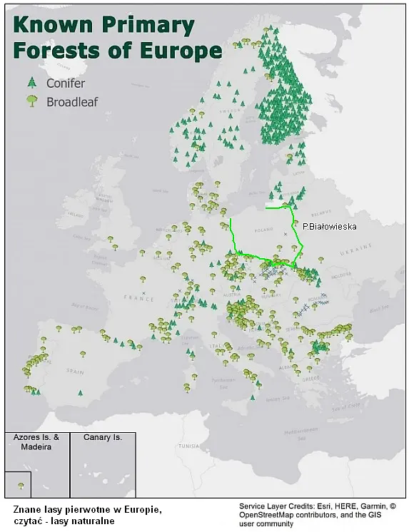 Puszcza Białowieska - lasy naturalne Europy