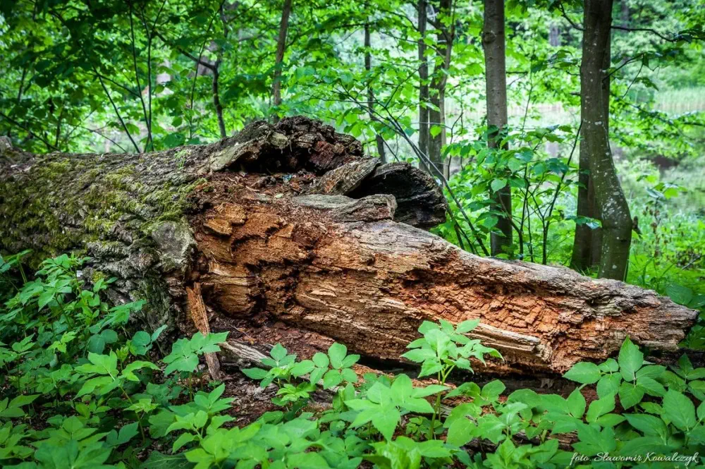 Puszcza Białowieska - martwe drewno