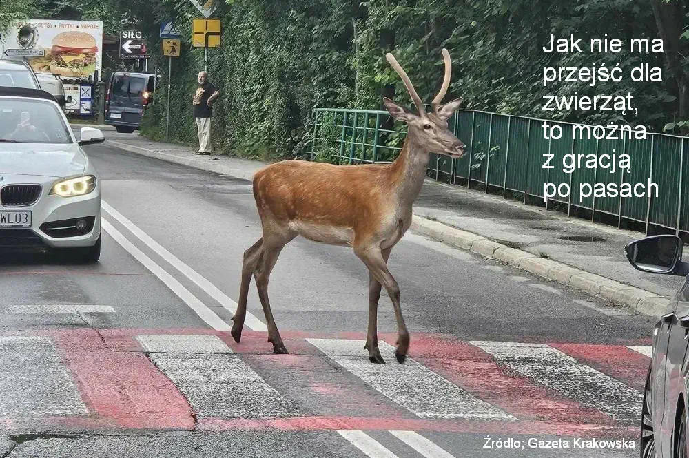 Puszcza Białowieska - przejscie