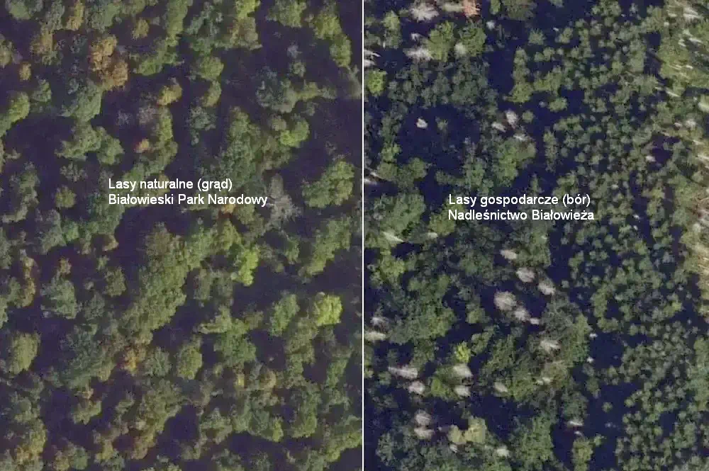 Puszcza Białowieska - satelita