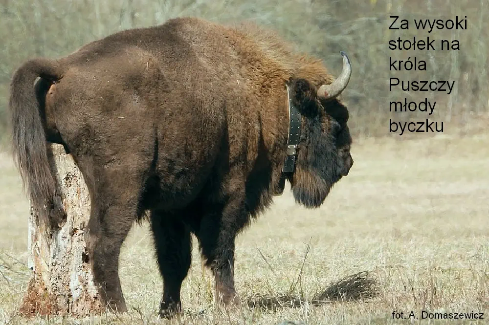 Puszcza Białowieska - krol puszczy