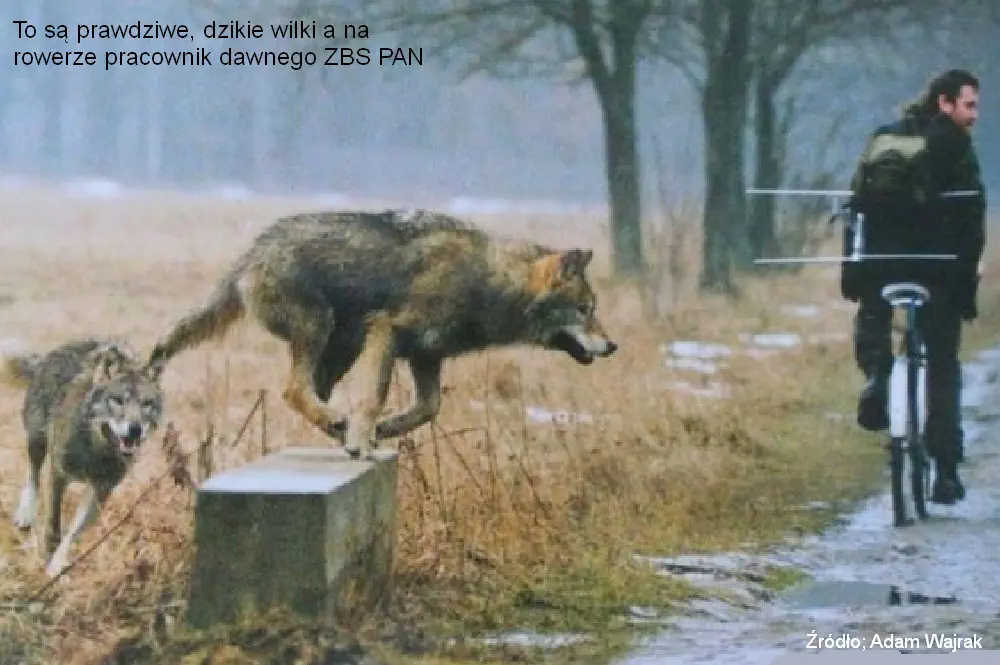 Puszcza Białowieska - wilki