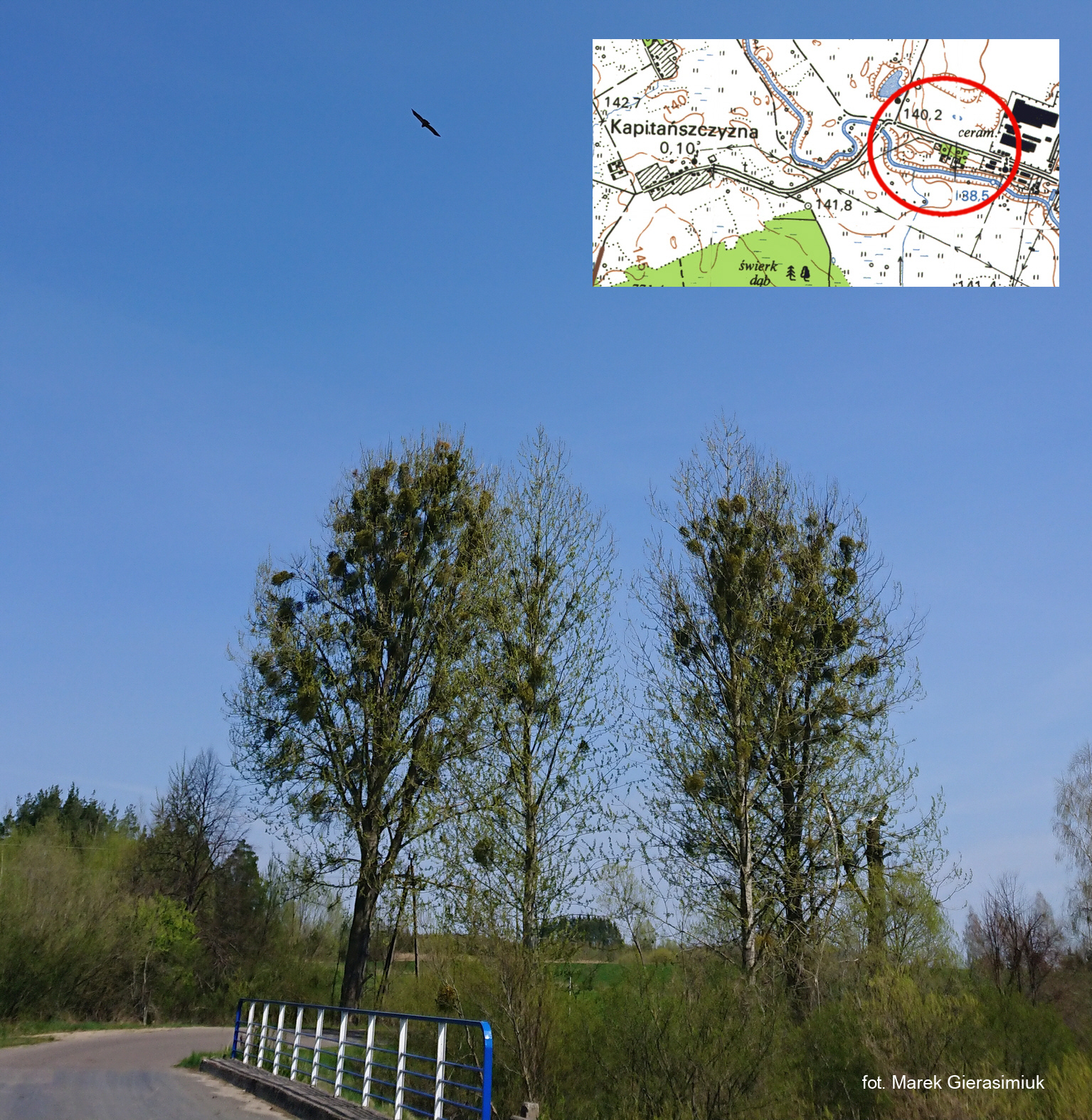 Puszcza Białowieska - Porosle