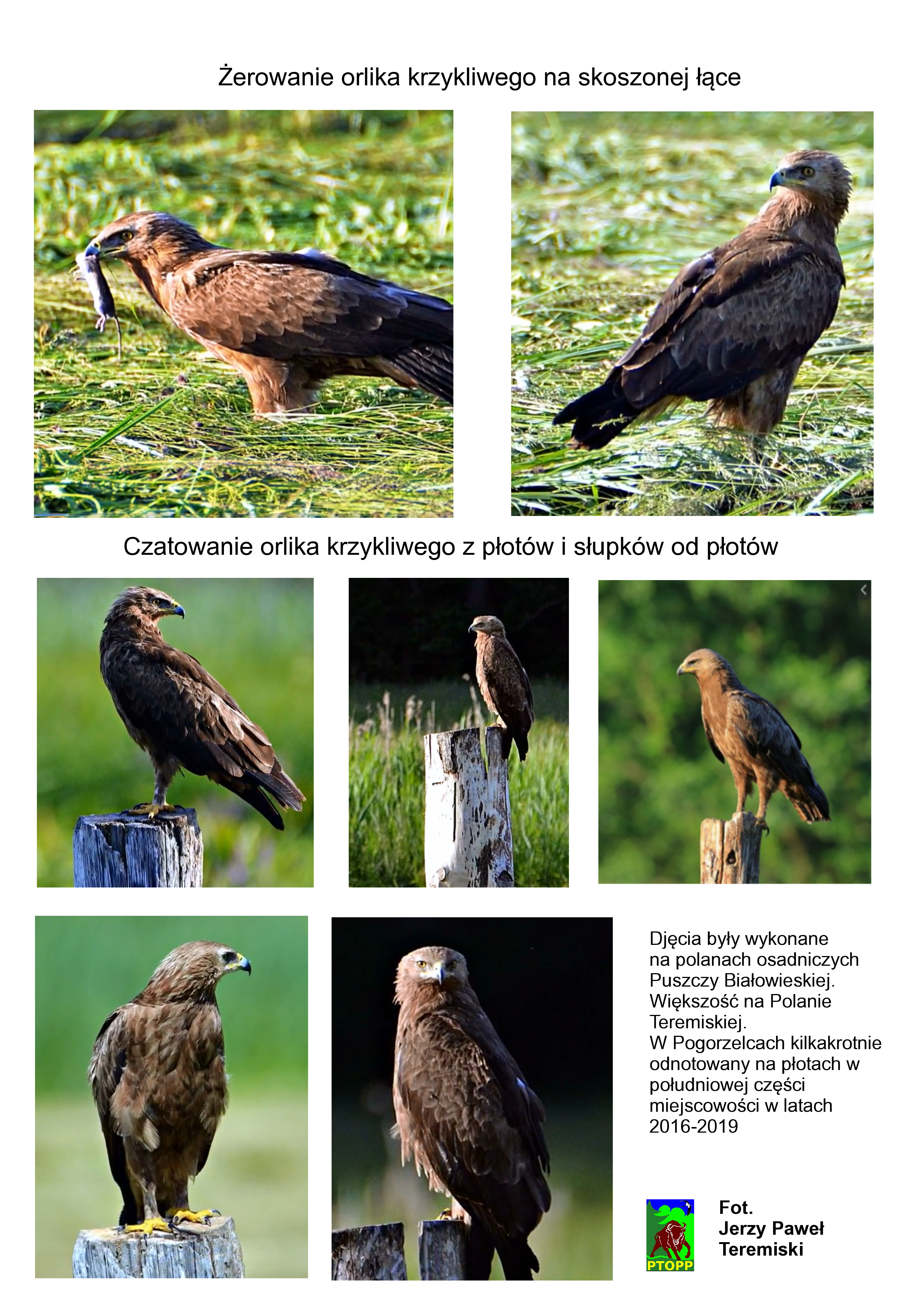 Puszcza Białowieska - Porosle