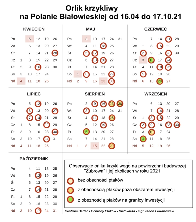 Puszcza Białowieska - orlik