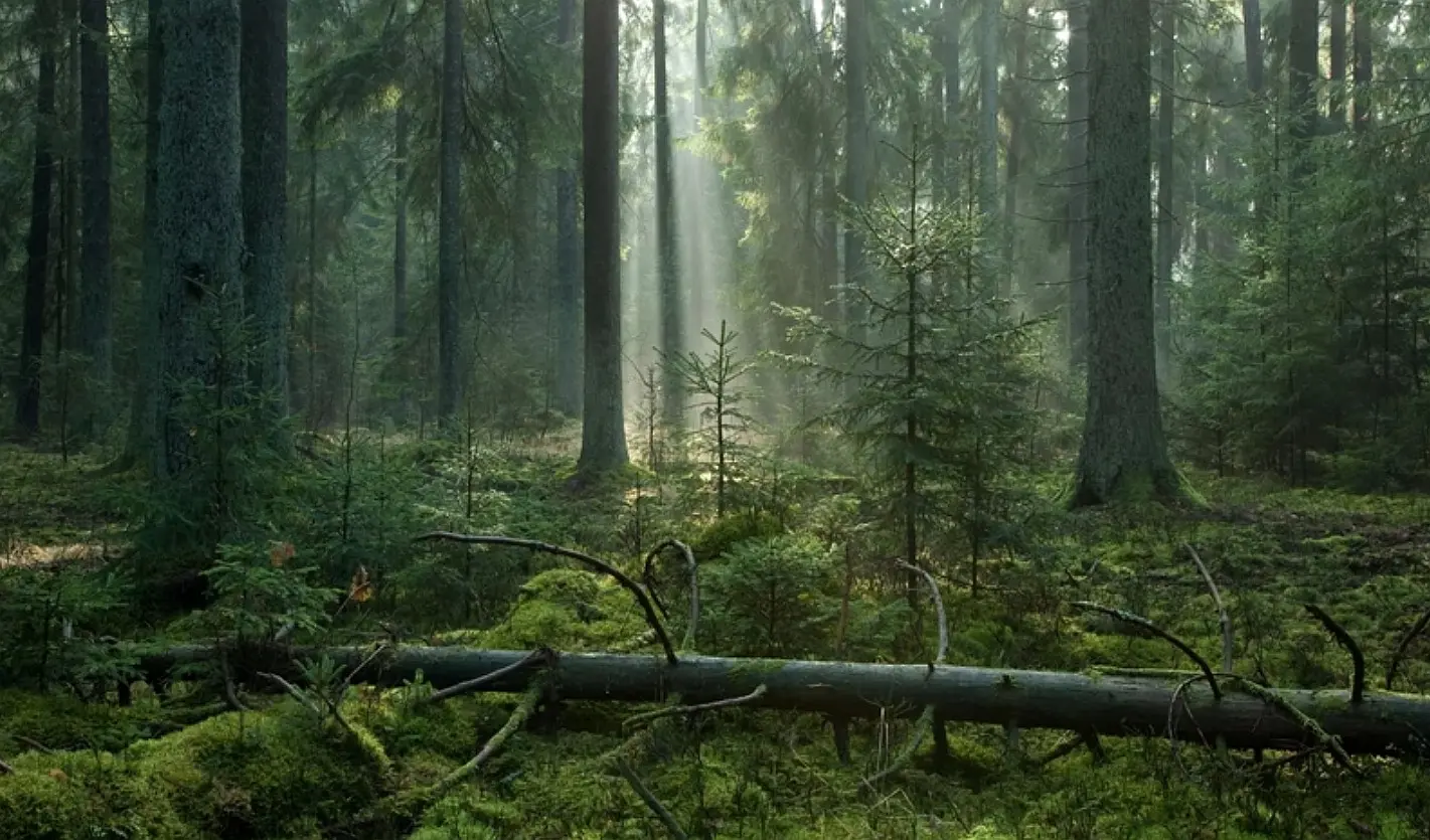 gr�dy, foto - Sowy Puszczy Bia�owieskiej