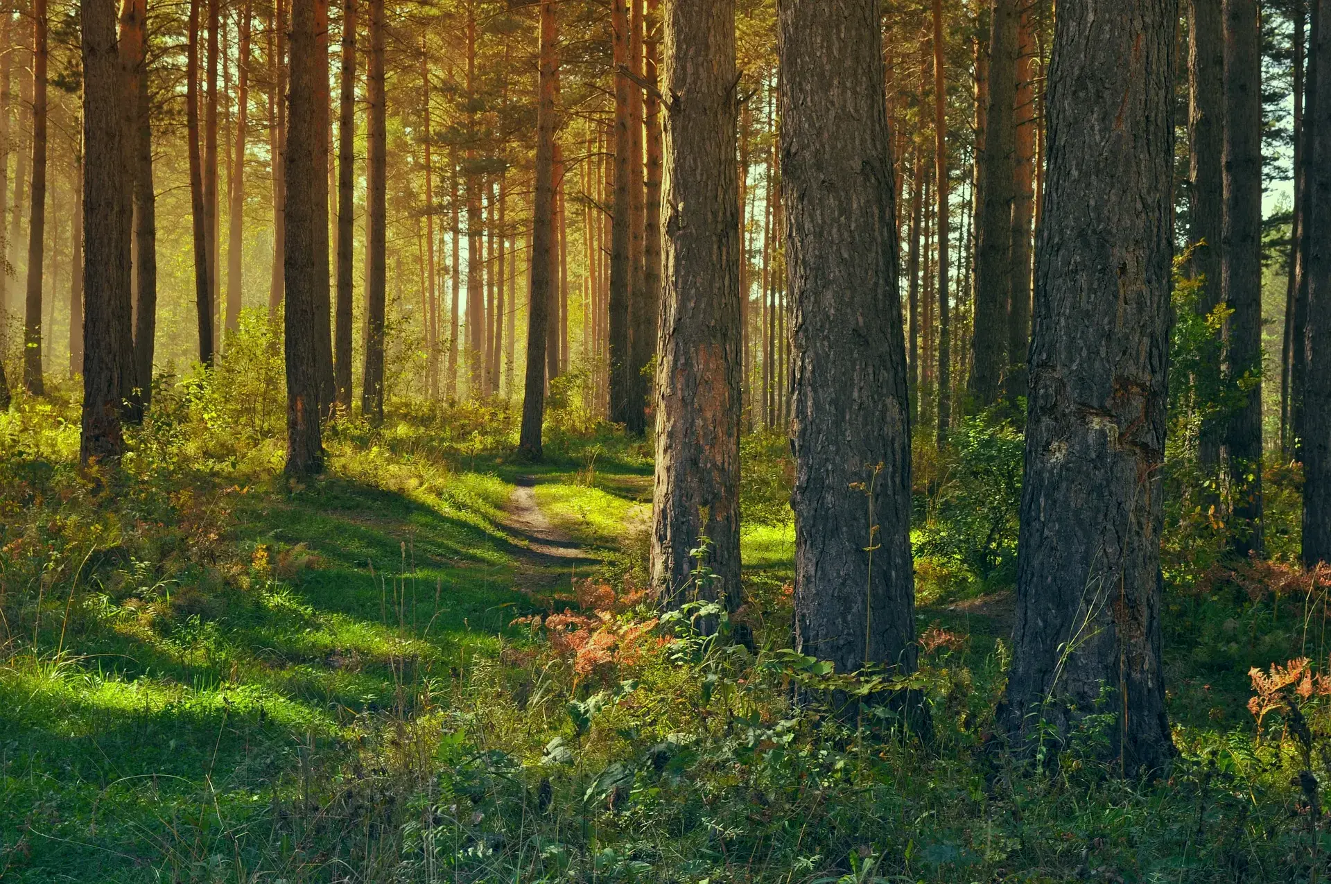 bory, foto - Sowy Puszczy Bia�owieskiej