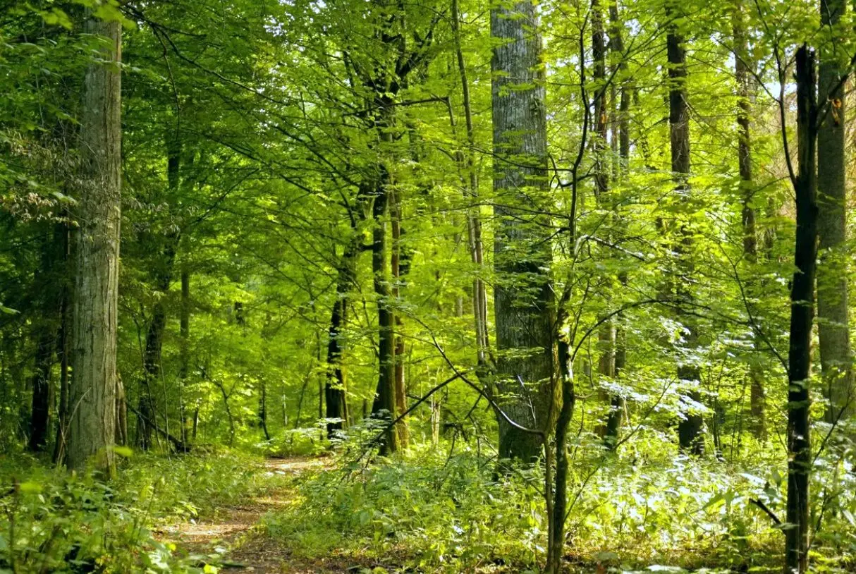 mieszane, foto - Sowy Puszczy Bia�owieskiej