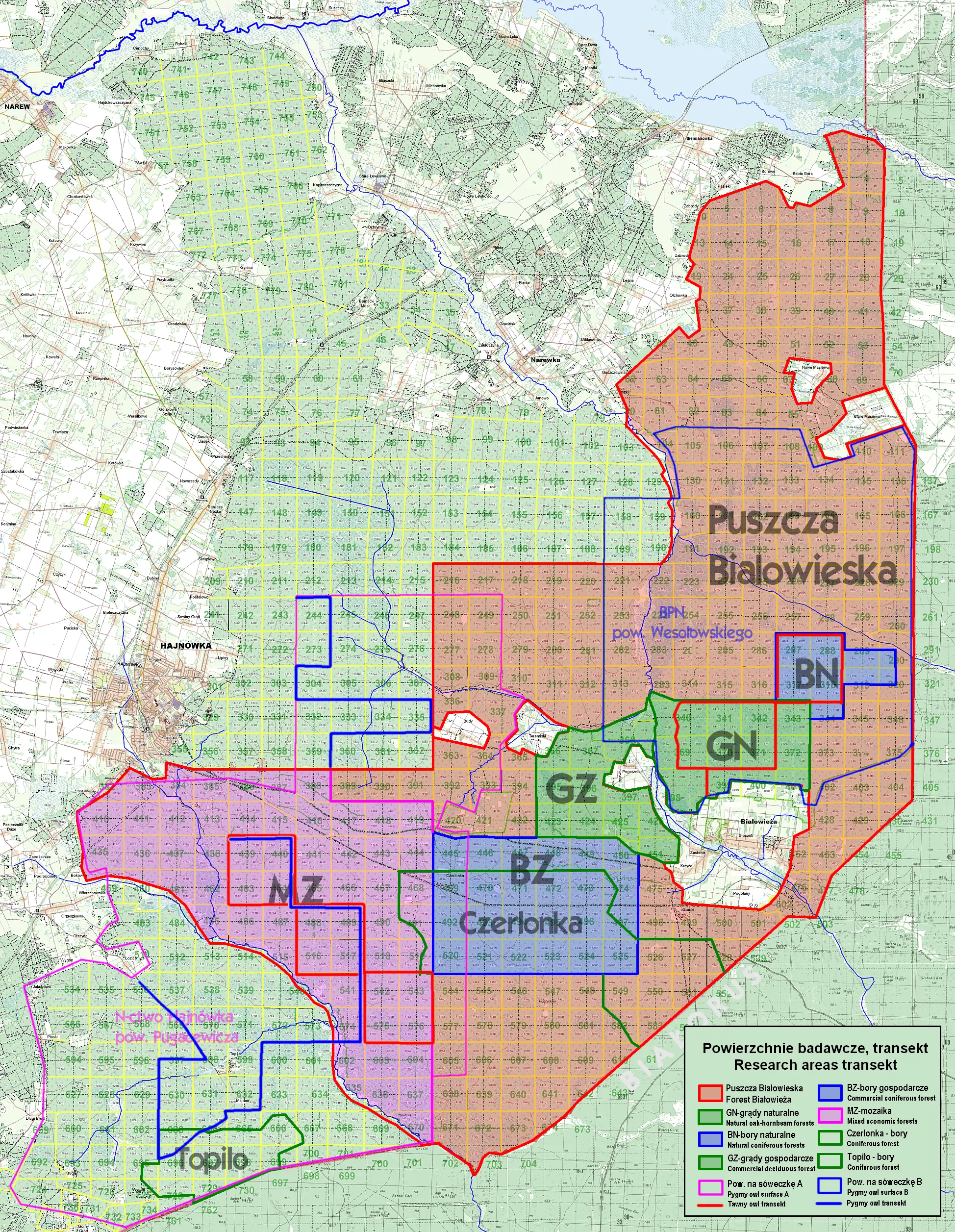 powierzchnie badawcze - Sowy Puszczy Bia�owieskiej