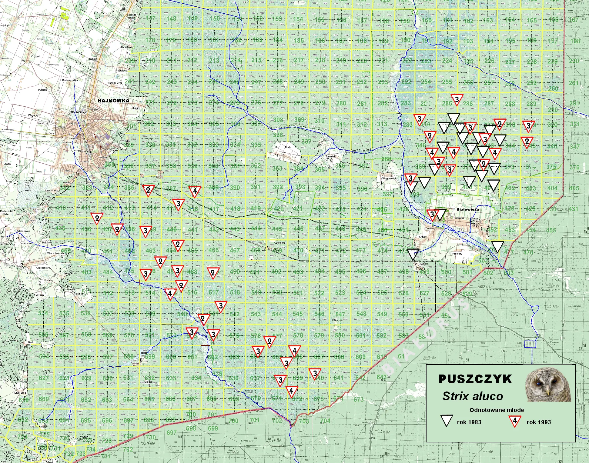 puszczyk-m³ode - Sowy Puszczy Bia³owieskiej